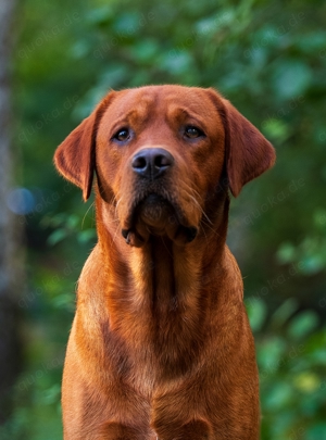 Labrador Deckrüde FCI in gelb   foxred