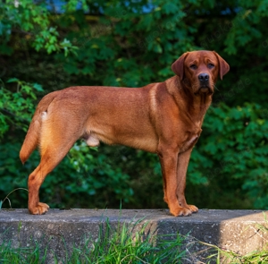 Labrador Deckrüde FCI in gelb   foxred Bild 2