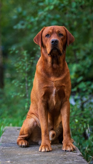 Labrador Deckrüde FCI in gelb   foxred Bild 3