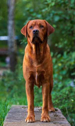 Labrador Deckrüde FCI in gelb   foxred Bild 4