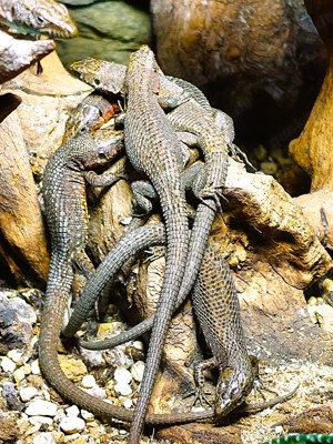 Prachtkieleidechsen ( Algyroides nigropunctatus )