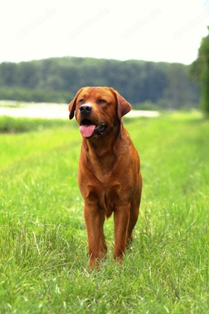 Labrador Deckrüde FCI in gelb   foxred Bild 6