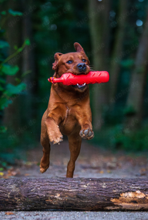 Labrador Deckrüde FCI in gelb   foxred Bild 5