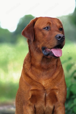 Labrador Deckrüde FCI in gelb   foxred Bild 7