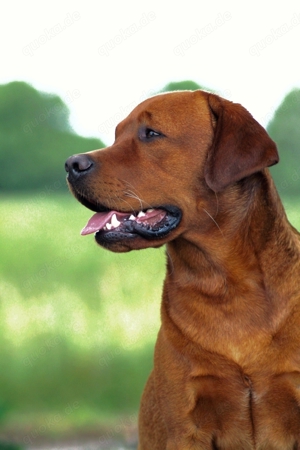 Labrador Deckrüde FCI in gelb   foxred Bild 8