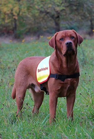 Labrador Deckrüde FCI in gelb   foxred Bild 9