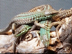 Ruineneidechsen ( Podarcis siculus campestris )