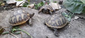 Schildkröten, Landschildkröten, Testudo Hermanni  2024