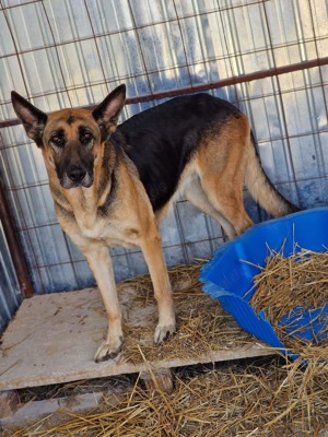 Dexter ca. 3 Jahre Schäferhund(-Mix) lieb und menschenbezogen sucht sein für Immer zu Hause