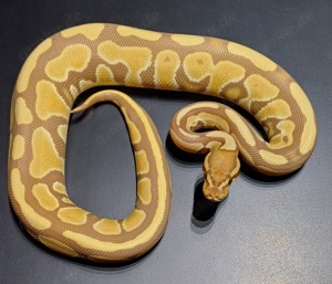 Königspython 1.0 Ultramel 66% het Genetic Stripe NZ'24