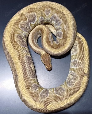 Königspython 0.1 Enchi Mojave 