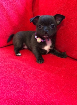 Reinrassiger, kurzhaariger Chihuahua-Welpe 