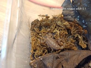 Heteroctenus princeps und Centruroides nitidus Angebote Skorpione aus NZ Bild 5
