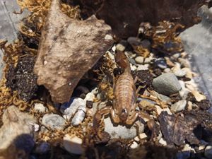 Heteroctenus princeps und Centruroides nitidus Angebote Skorpione aus NZ Bild 8