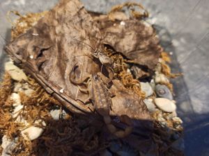 Heteroctenus princeps und Centruroides nitidus Angebote Skorpione aus NZ Bild 7