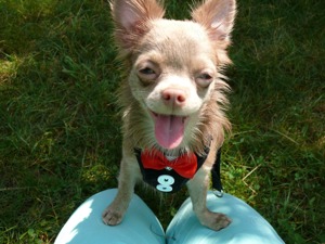Bereit, die Herzen der Damen zu erobern,  nicht verkauft