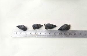 Schnecke Nassarius Meerwasser salzwasser Sandschnecke ca.2,5cm