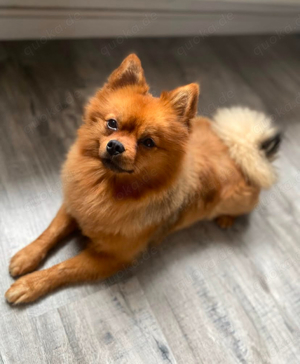 Pomeranian Deckrüde