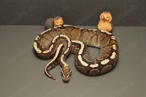 Königspython, Leopard Clown, Axanthic TSK, Piebald, Python Regius, Köpy