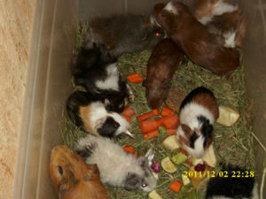 Muntere Meerschweinchen...