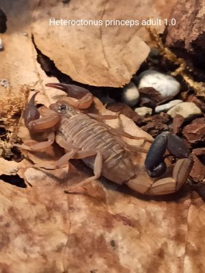 Heteroctenus princeps und Centruroides nitidus Angebote Skorpione aus NZ Bild 4