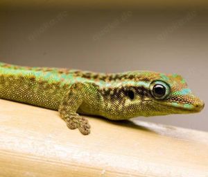 Phelsuma borbonica agalegae Weiblich 