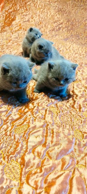 Bkh Kitten in Blau Farbe Bild 3