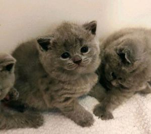 Bkh Kitten in Blau Farbe Bild 4
