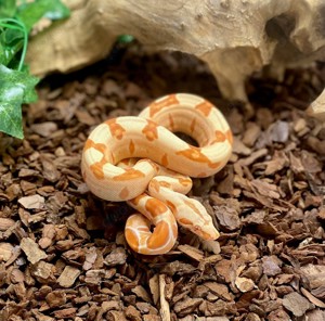 Hamm Special - Albino & Sunglow 100% het Leopard pos. het Snow abzugeben