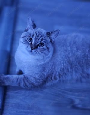 BKH Deckkater Osman