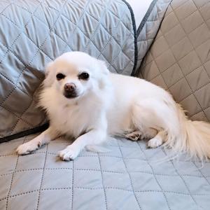 Chihuahua-Bolonka-Rüde