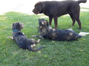Liebevolle Hundebetreuung - Ihr Hund in besten Händen! 