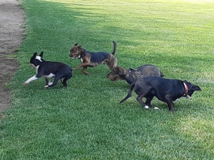 Liebevolle Hundebetreuung - Ihr Hund in besten Händen!  Bild 2
