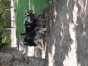 Liebevolle Hundebetreuung - Ihr Hund in besten Händen!  Bild 3