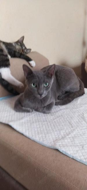 Fröhlicher Zaika in Köln (ALO) Bild 3