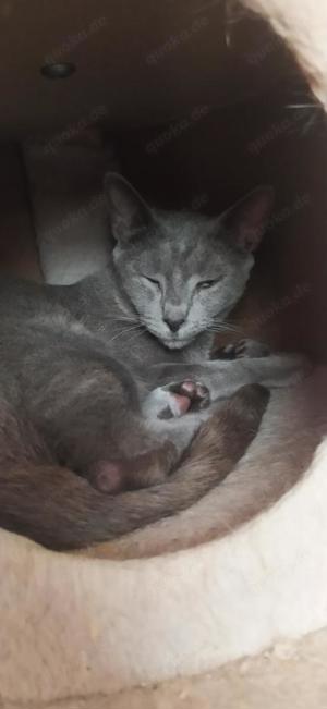 Fröhlicher Zaika in Köln (ALO) Bild 2