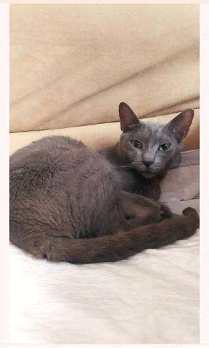 Fröhlicher Zaika in Köln (ALO) Bild 4