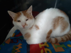 Teddy, kleiner Kuschelbär, ca.1 Jahr *in 51429 Bergisch Gladbach*