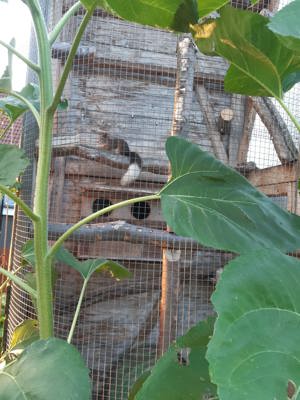 Suche ein rotes  Europäisches Eichhörnchen 