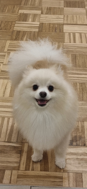 Pomeranian Deckrüde