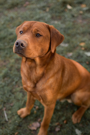 Labrador Foxred Deckrüde 