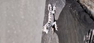 NZ Pristurus carteri 'Masirah ' - Skorpionschwanzgecko