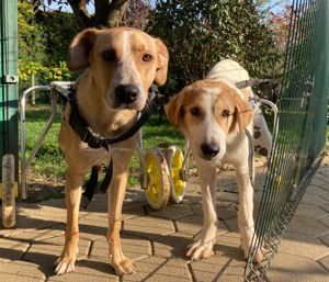 *KRUMEL* Mit seinem Rolli fühlt er sich sicher und unabhängig Bild 3