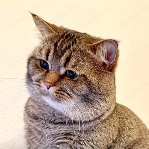 Deckkater m Little Tiger   BKH Golden Getigert