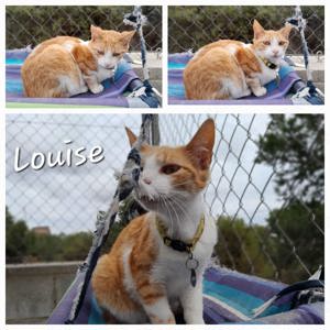 Louise   Schüchterne rot-weiße Katzendame sucht ein geduldiges Zuhause