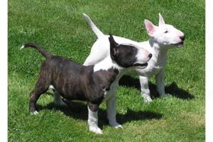 Bullterrier Welpen suchen ihren Lebensplatz