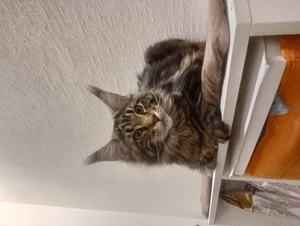 Zeus maineCoon baby