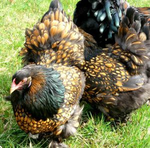 BRUTEIER Brahma gold schwarz gesäumt gsg grosse Rasse  EU CH Bild 6