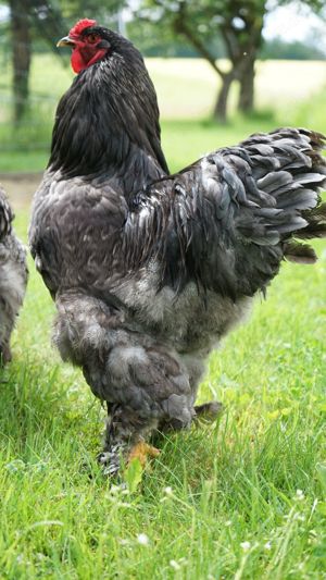 BRUTEIER Brahma blau grosse Rasse Bild 5