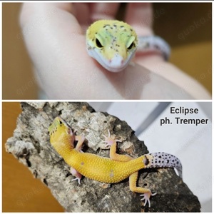 0.1 Leopardgecko Eclipse ph. Tremper 